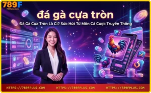 Hai chú gà chọi đối đầu với cựa tròn kim loại trong sân đấu truyền thống